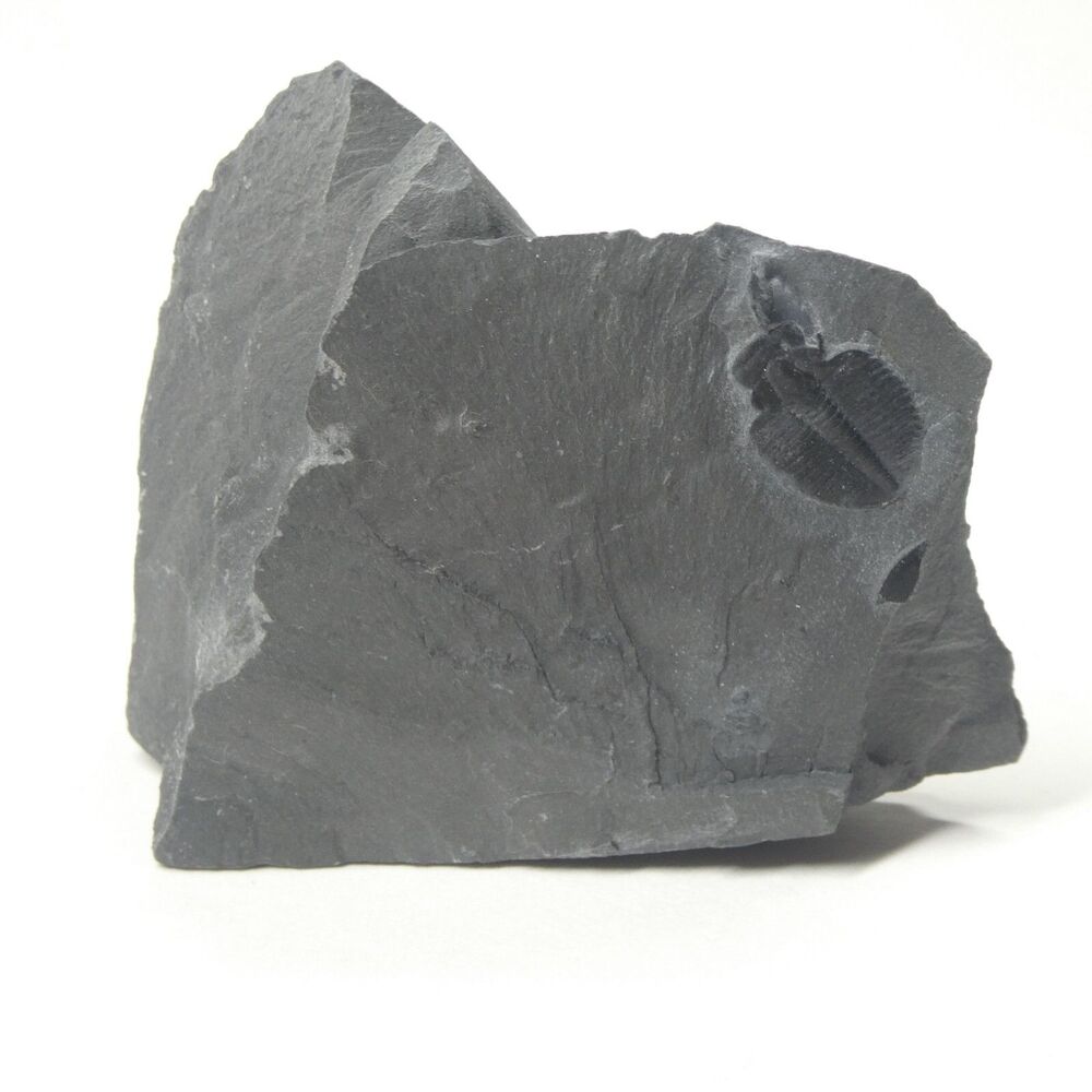 Trilobite Fossil Display Specimen Black in Gray Matrix Utah